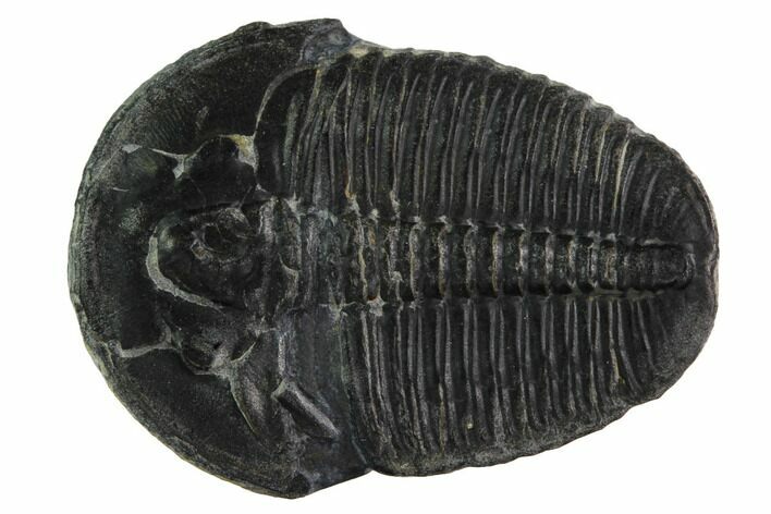 Elrathia Trilobite Fossil - Utah #169502